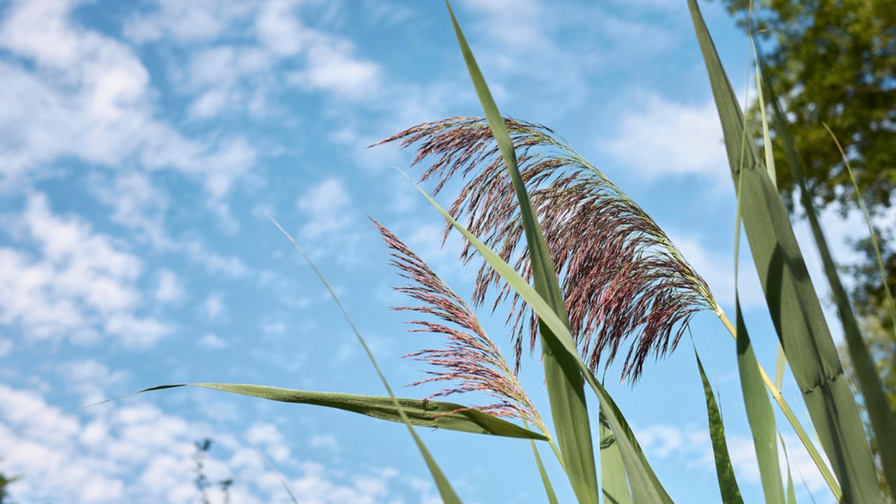 Brown inflorescence of Phragmites australis plant (Common reed)