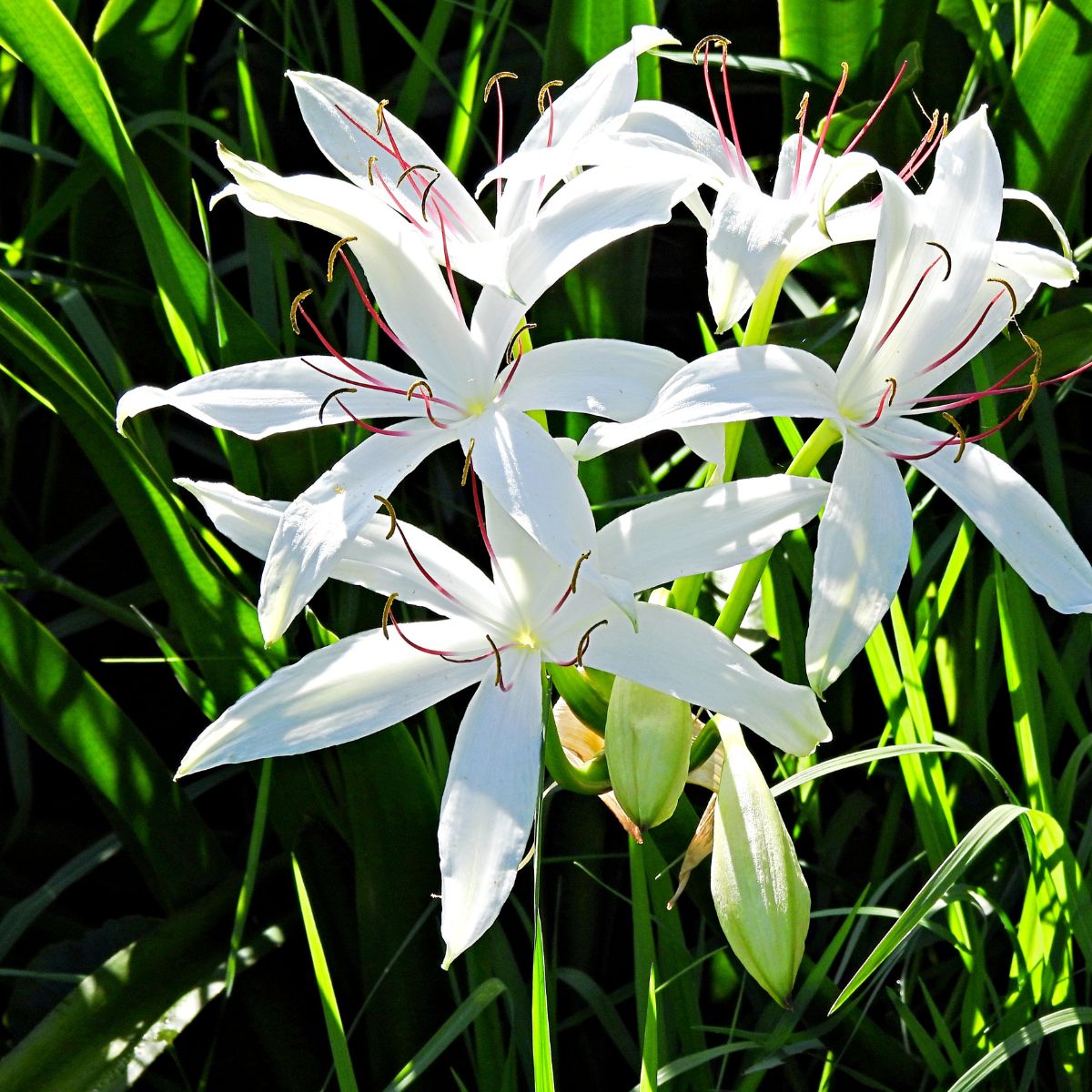 Crinum americanum.