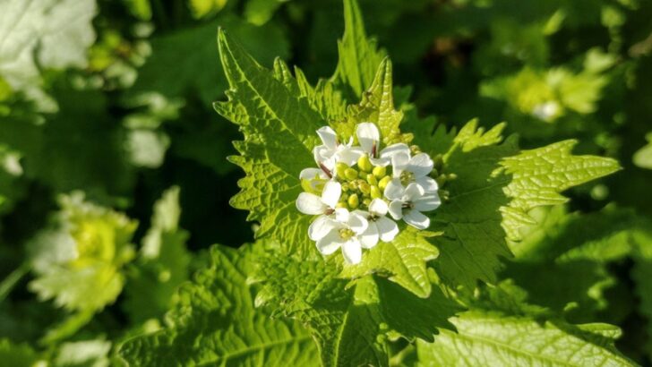 Worst Invasive Plants in Maine to Reconsider Planting