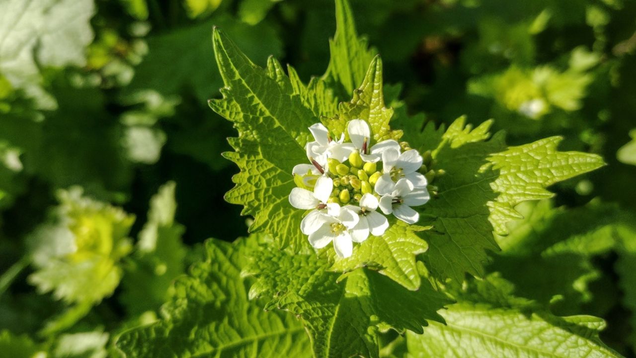 Flowering Garlic Mustard plant. Alliaria petiolata