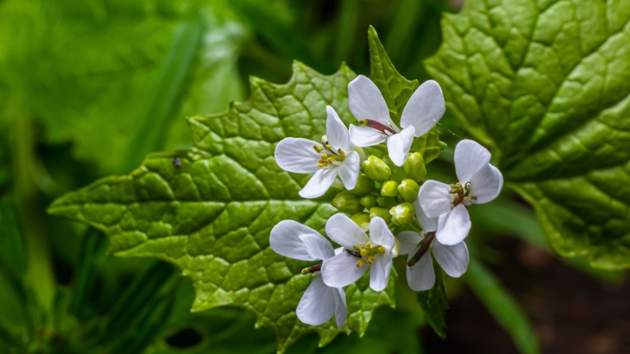 Garlic mustard flowers Alliaria petiolata close up. Alliaria petiolata, or garlic mustard, is a biennial flowering plant in the mustard family Brassicaceae.