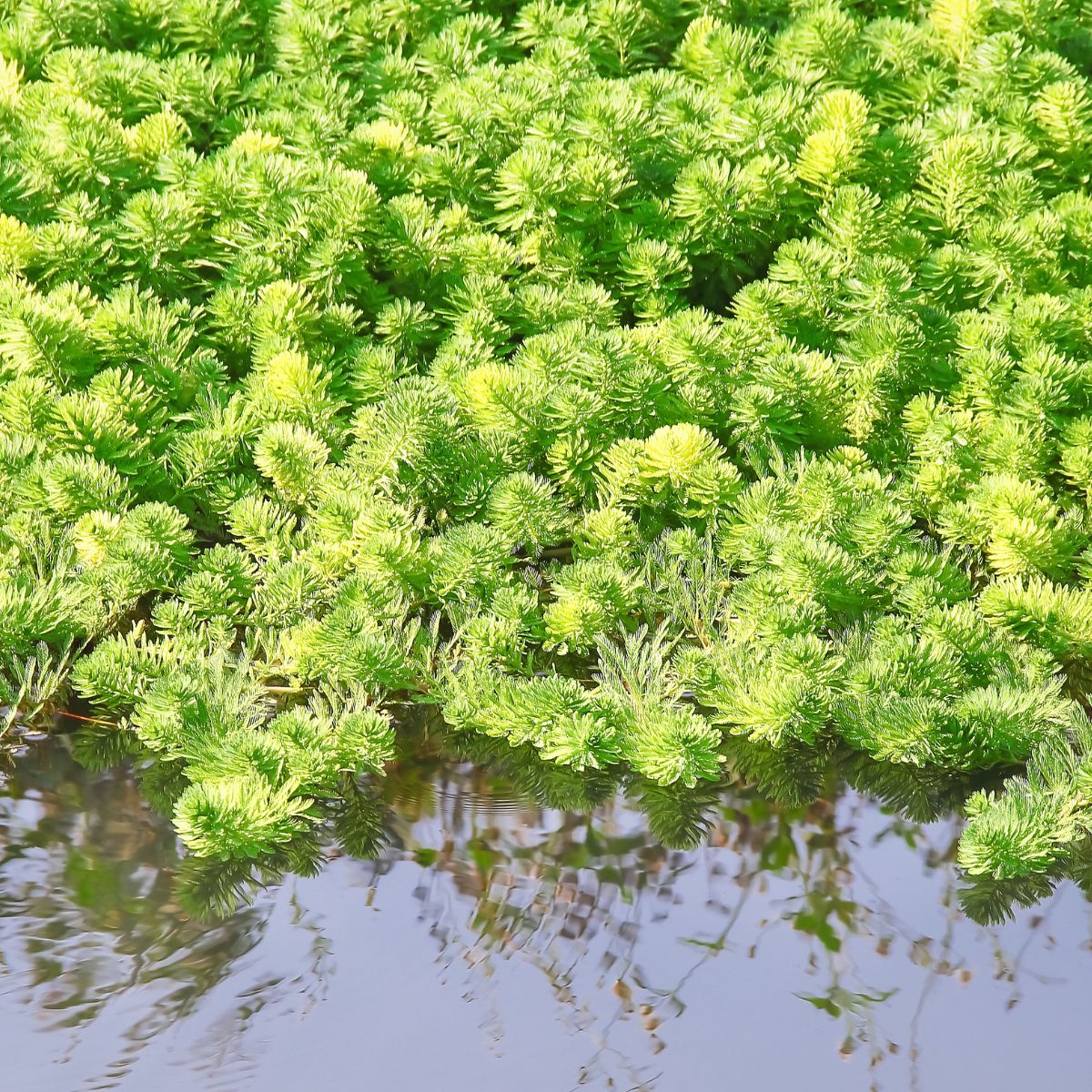 Hydrilla verticillata.