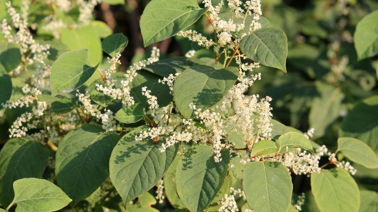Japanese knotweed.