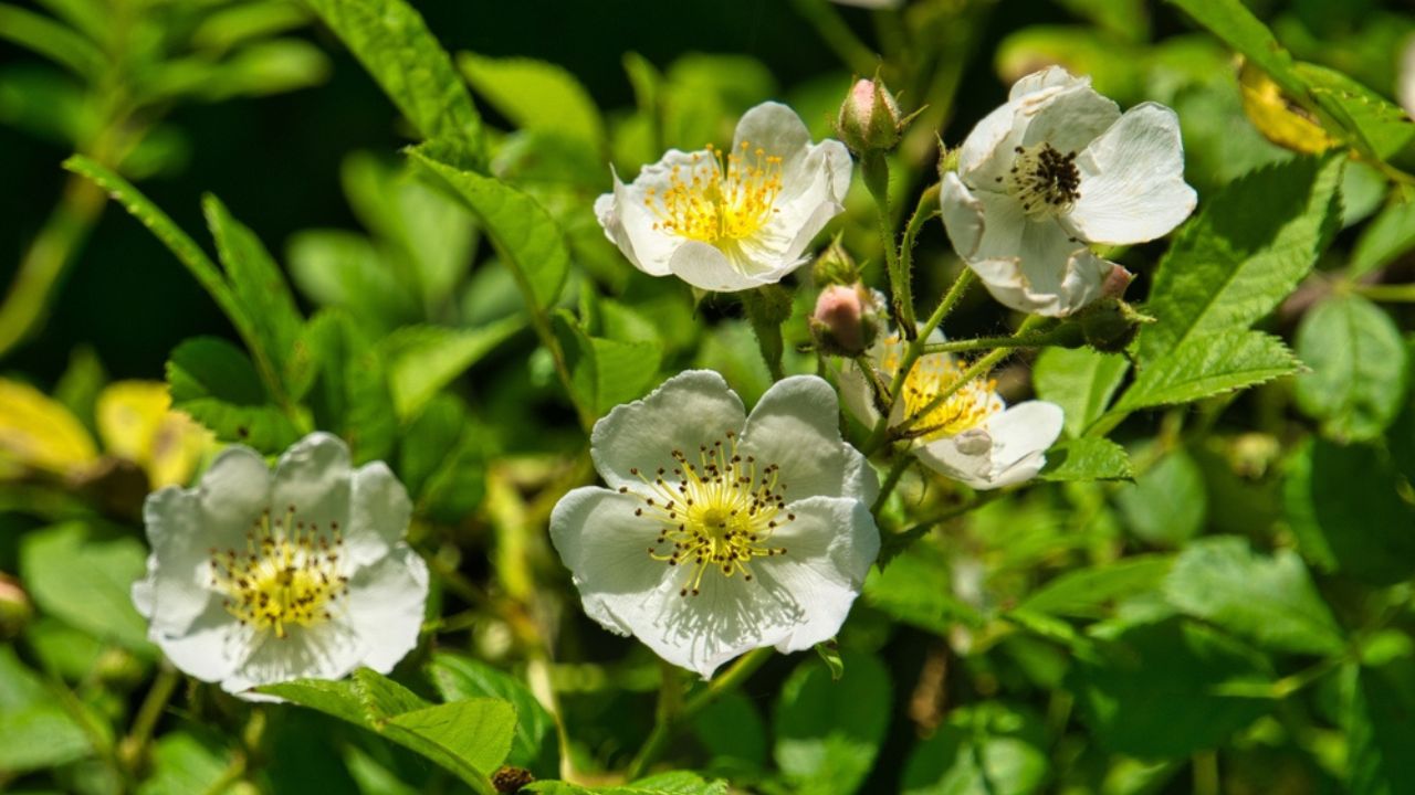 Multiflora rose (Rosa multiflora), a vigorous, thorny shrub with small white flowers in clusters.