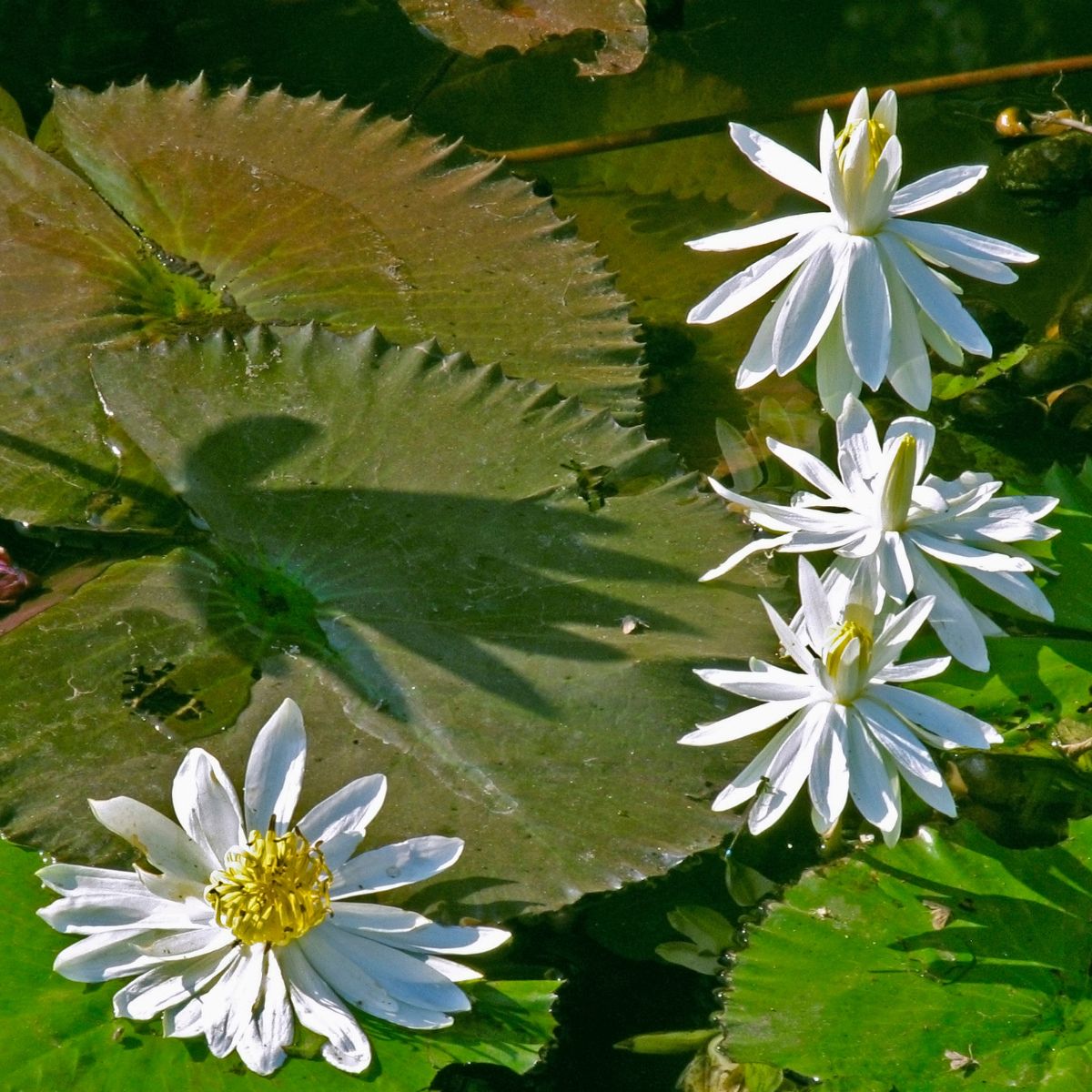 Nymphaea odorata water lily.