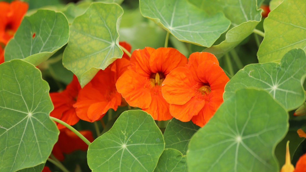 Orange and yellow nasturtium flowers in garden