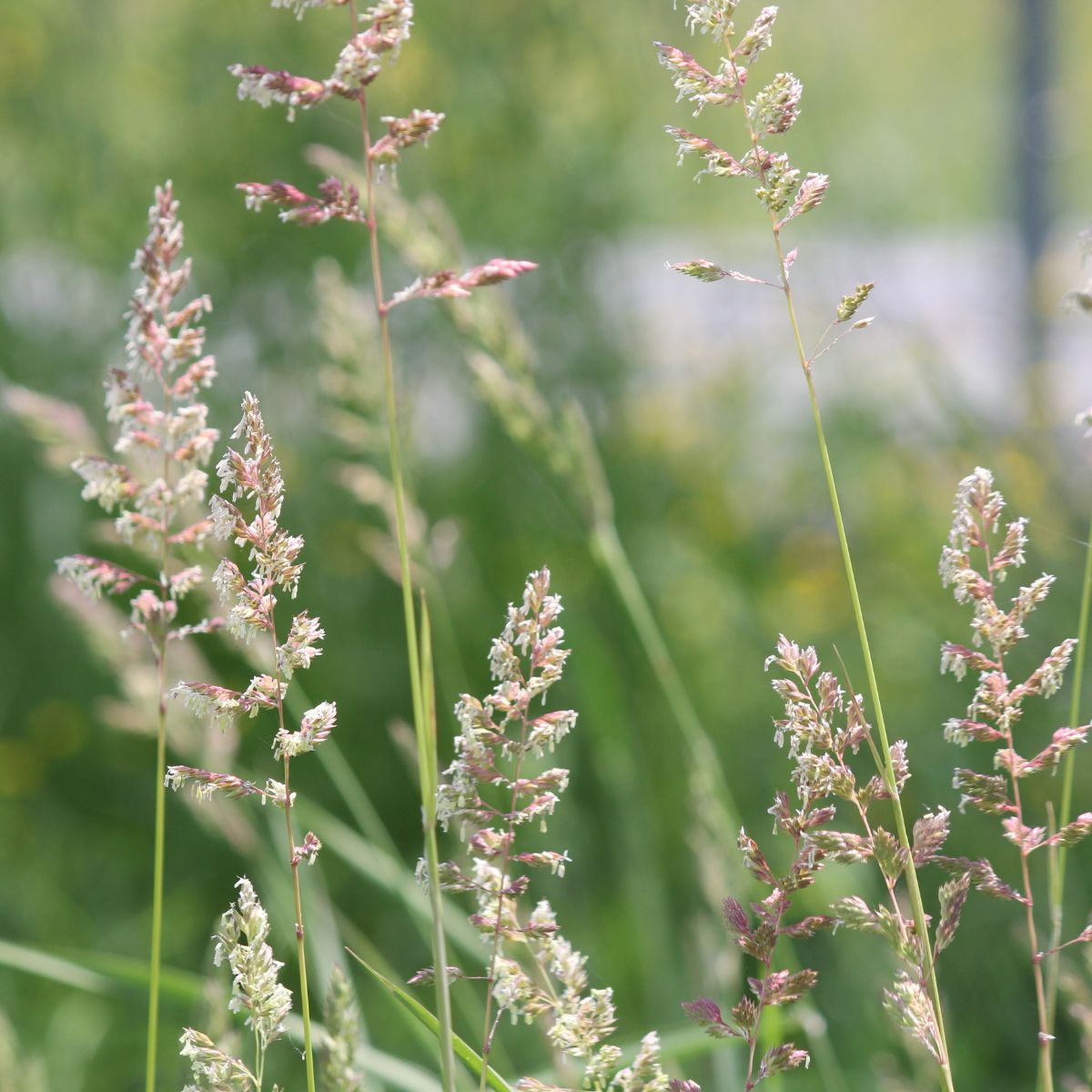 Phragmites australis grass.