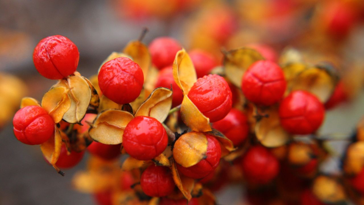 Red with yellow berries of oriental bittersweet or Chinese bittersweet or Asian bittersweet or round-leaved bittersweet (Celastrus orbiculatus)