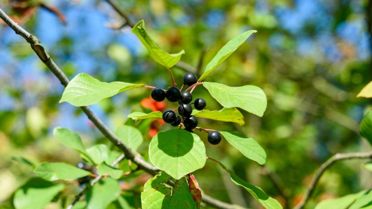 Ripe berries of brittle buckthorn against the background of green leaves and blue sky. Walk in the park.