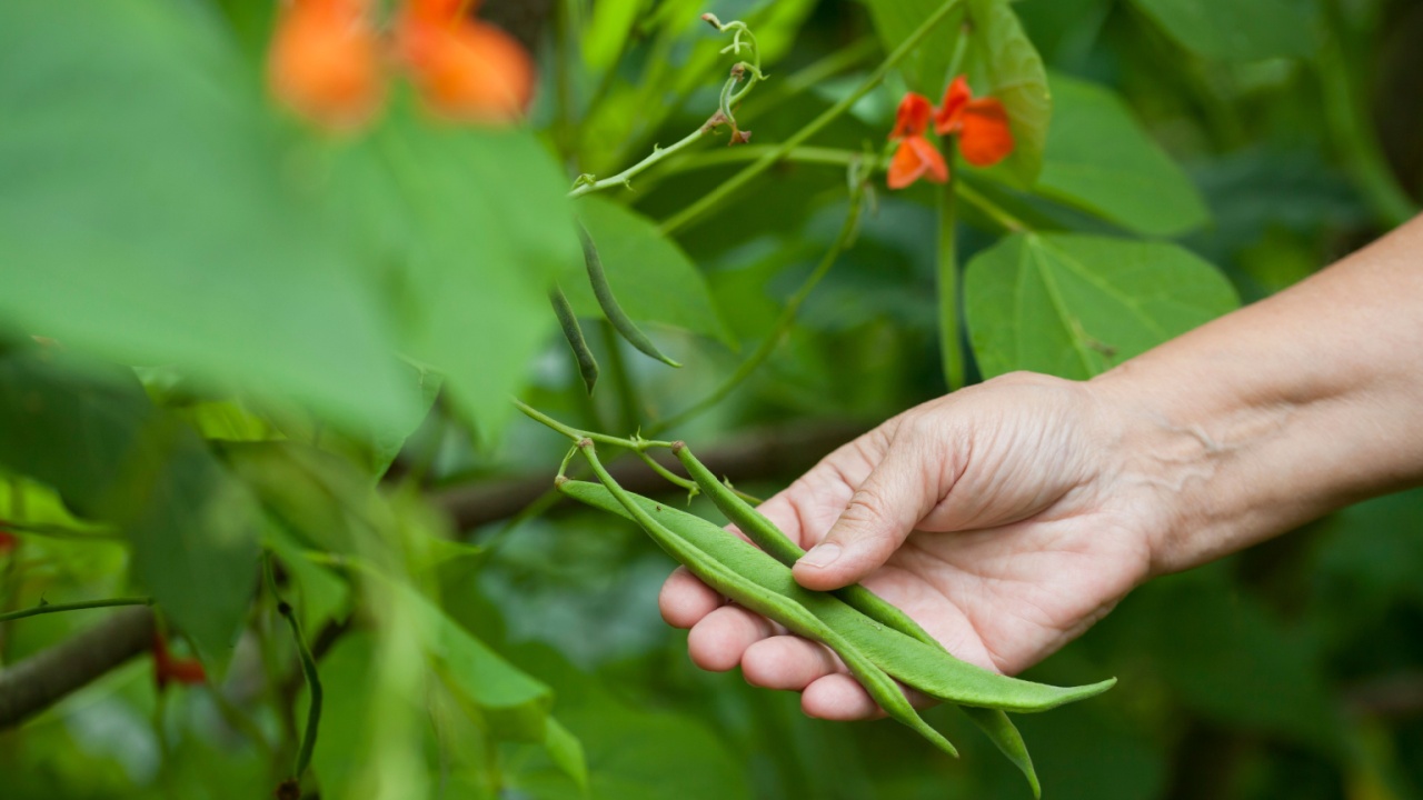 Runner Bean - Scarlet, Vicia Fava, with purple seeds and orange, red decorative flowers