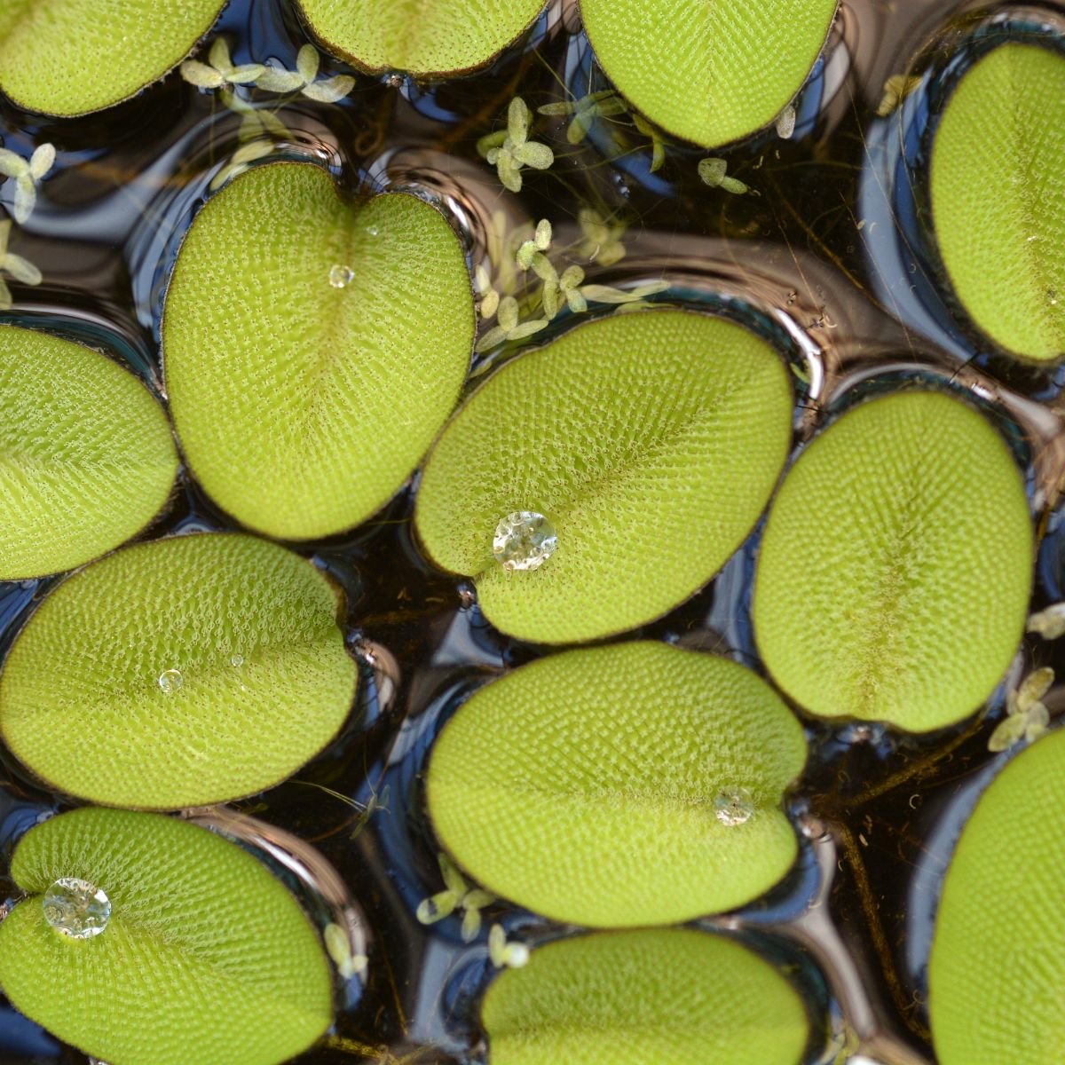 Salvinia minima.