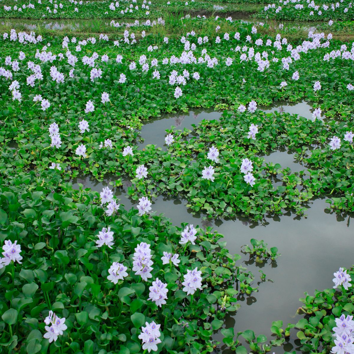 water hyacinth growin in water lake. 
