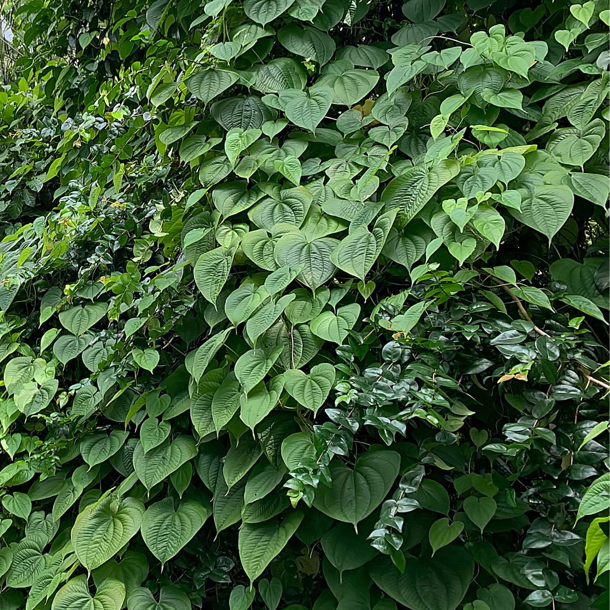 Air potato vine.