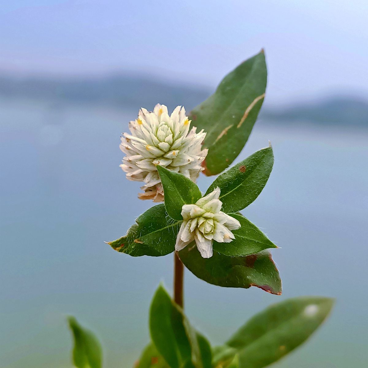 Alligator weed flower.