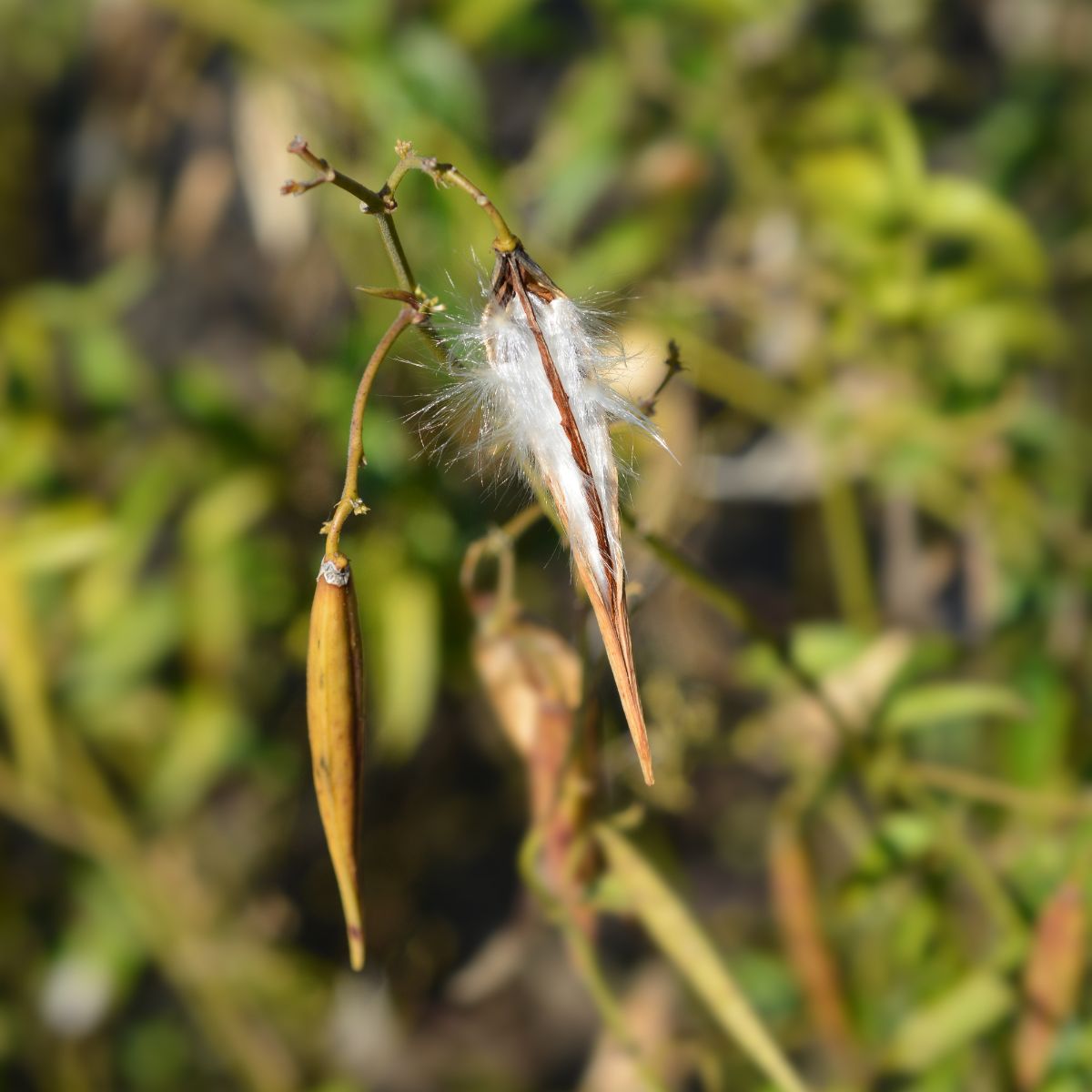 Black swallow wort seedpods.