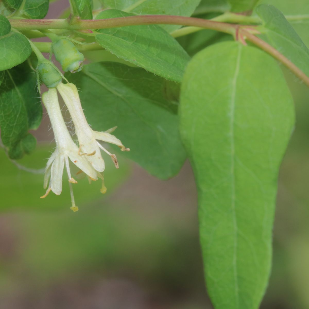 blooming Lonicera canadensis.