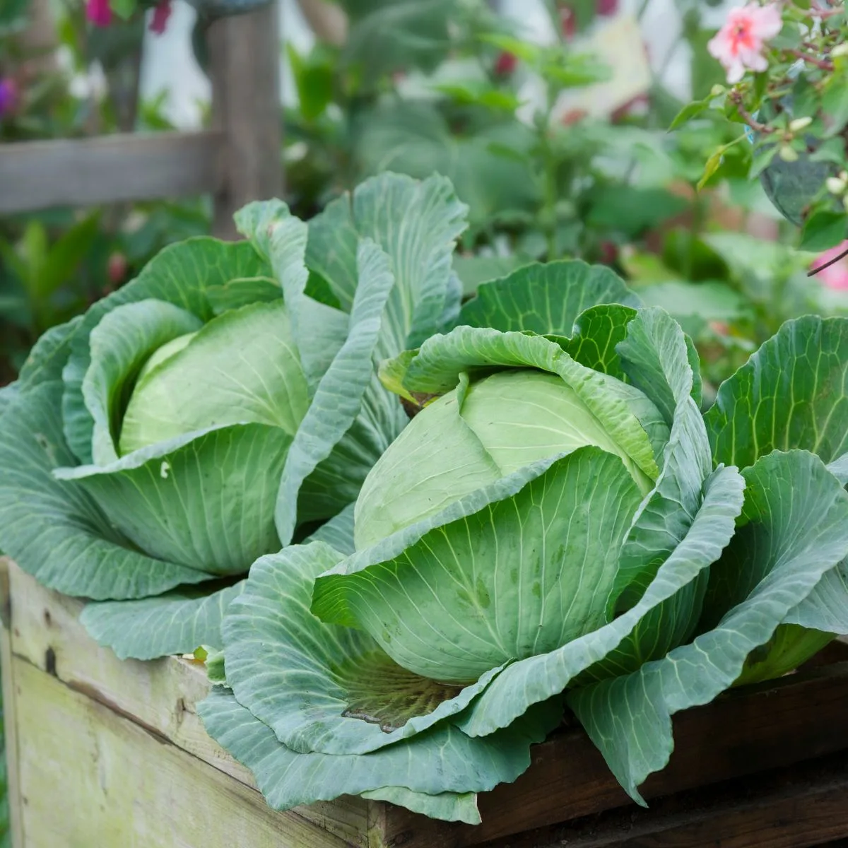 A couple of beautiful cabbages growing in a raised bed.