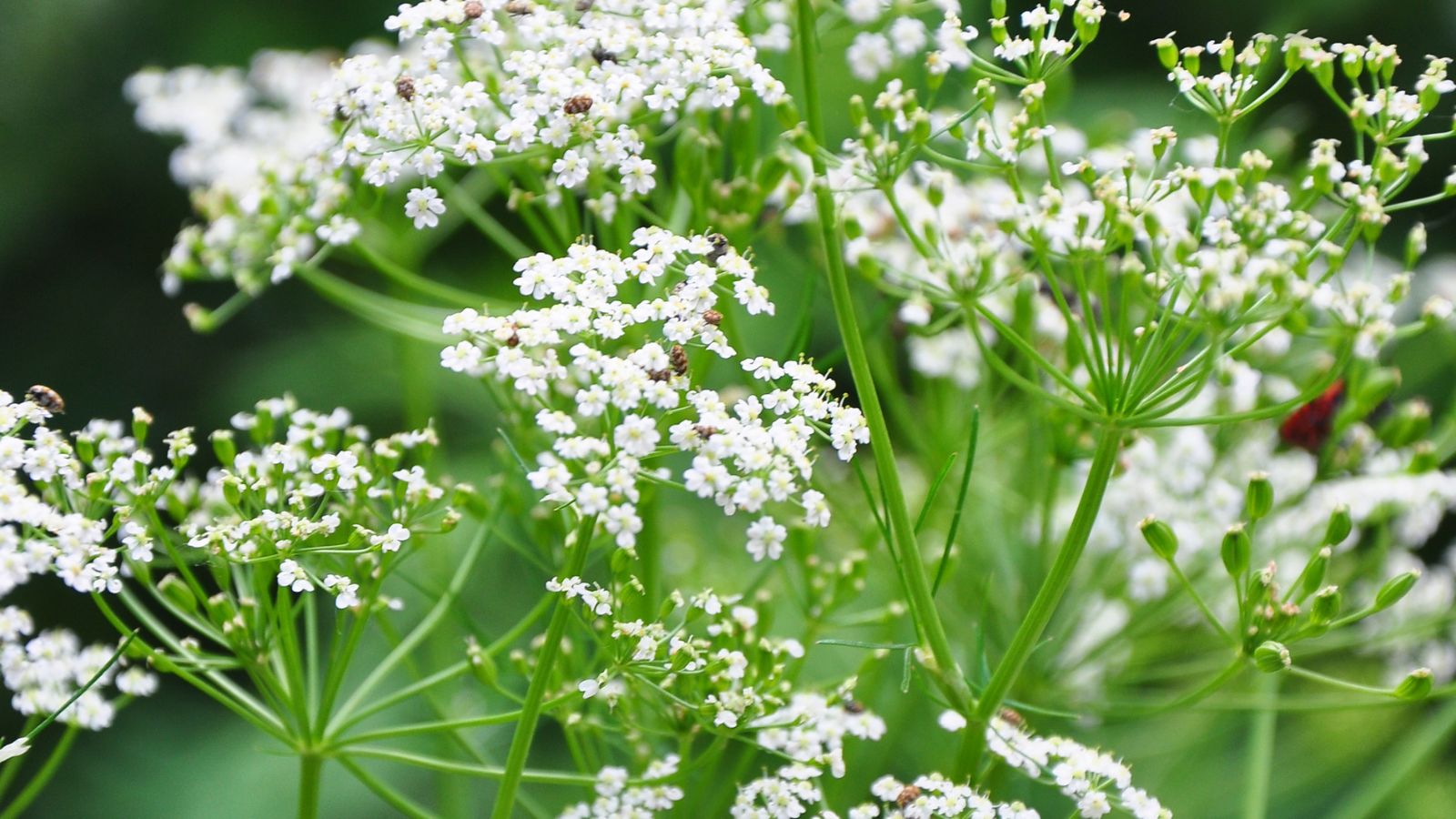 caraway plant in full bloom, with white flowers.
