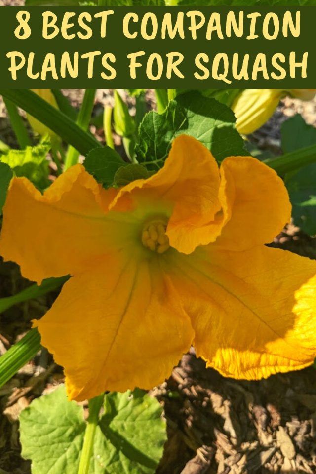 8 Best Companion Plants For Squash (And 4 To Avoid)