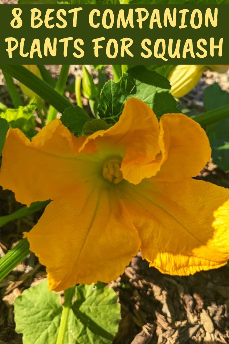 8 Best Companion Plants For Squash (And 4 To Avoid)