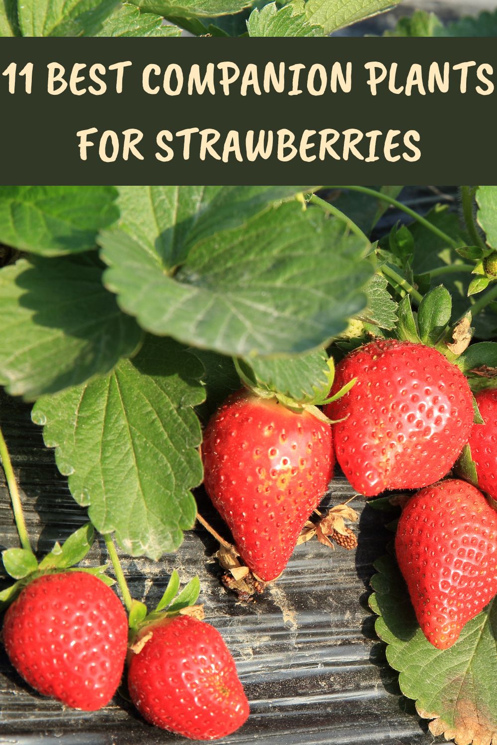 11 Best Companion Plants for Strawberries.