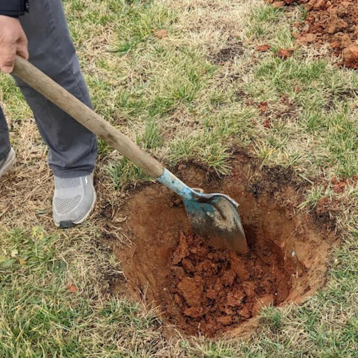 My husband digging a hole for planting a tree. 