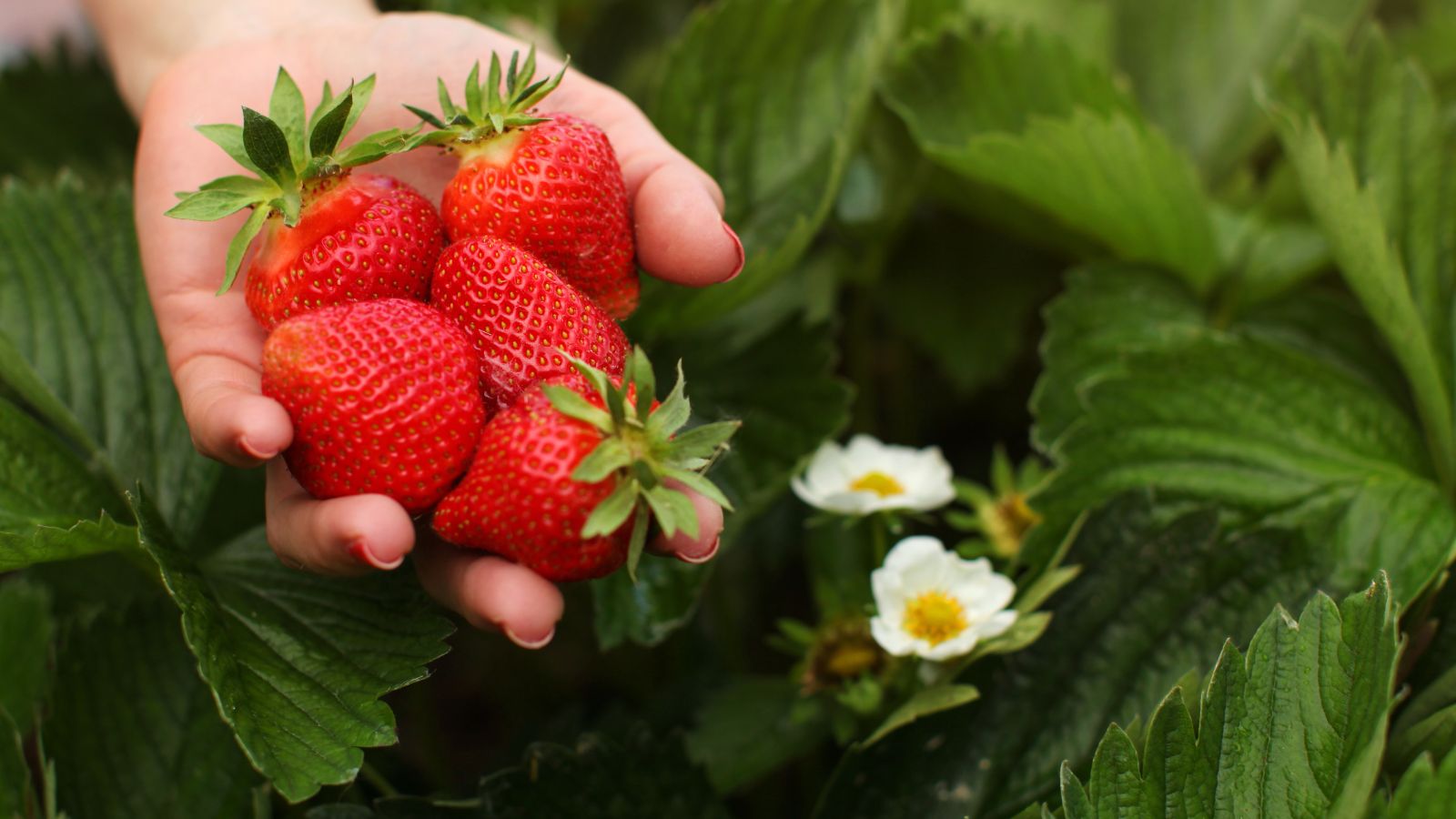 Woman hand holding handful of freshly picked strawberries.