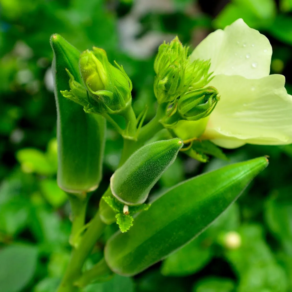 A healhy okra plant with both flowers and fruit. 