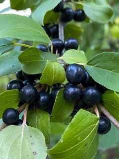 purple glossy buckthorn berries.