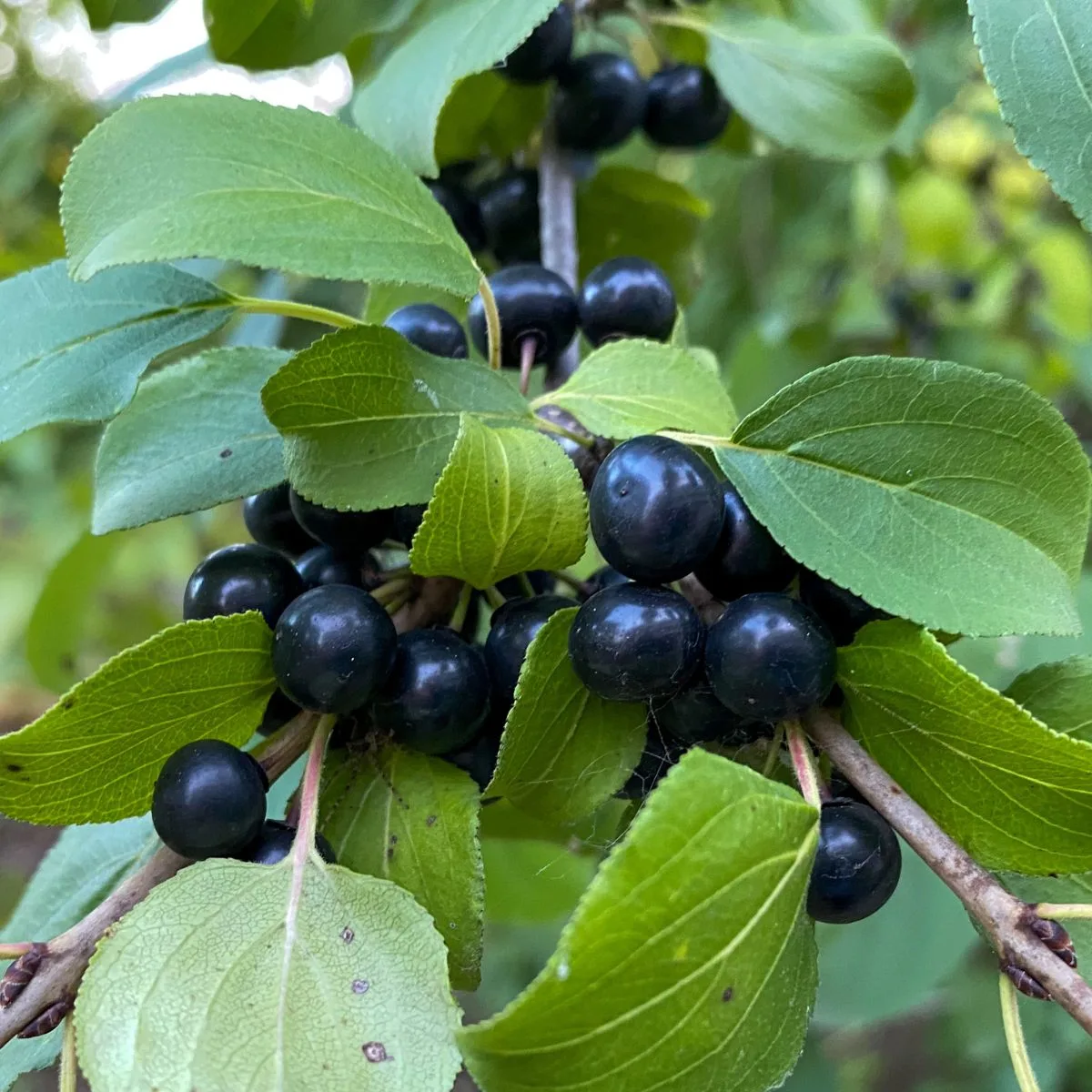 purple glossy buckthorn berries.