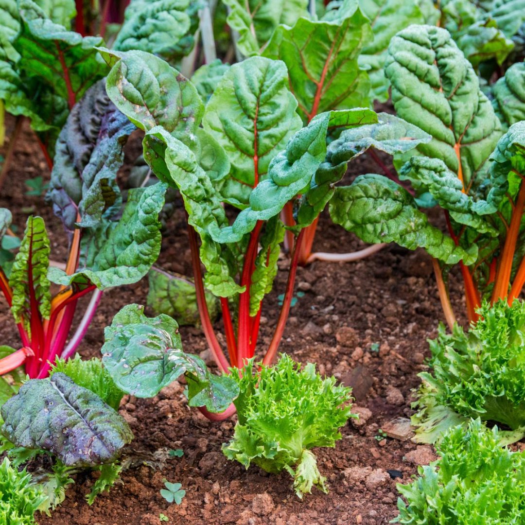 11 Best Winter Garden Plants To Grow This Year