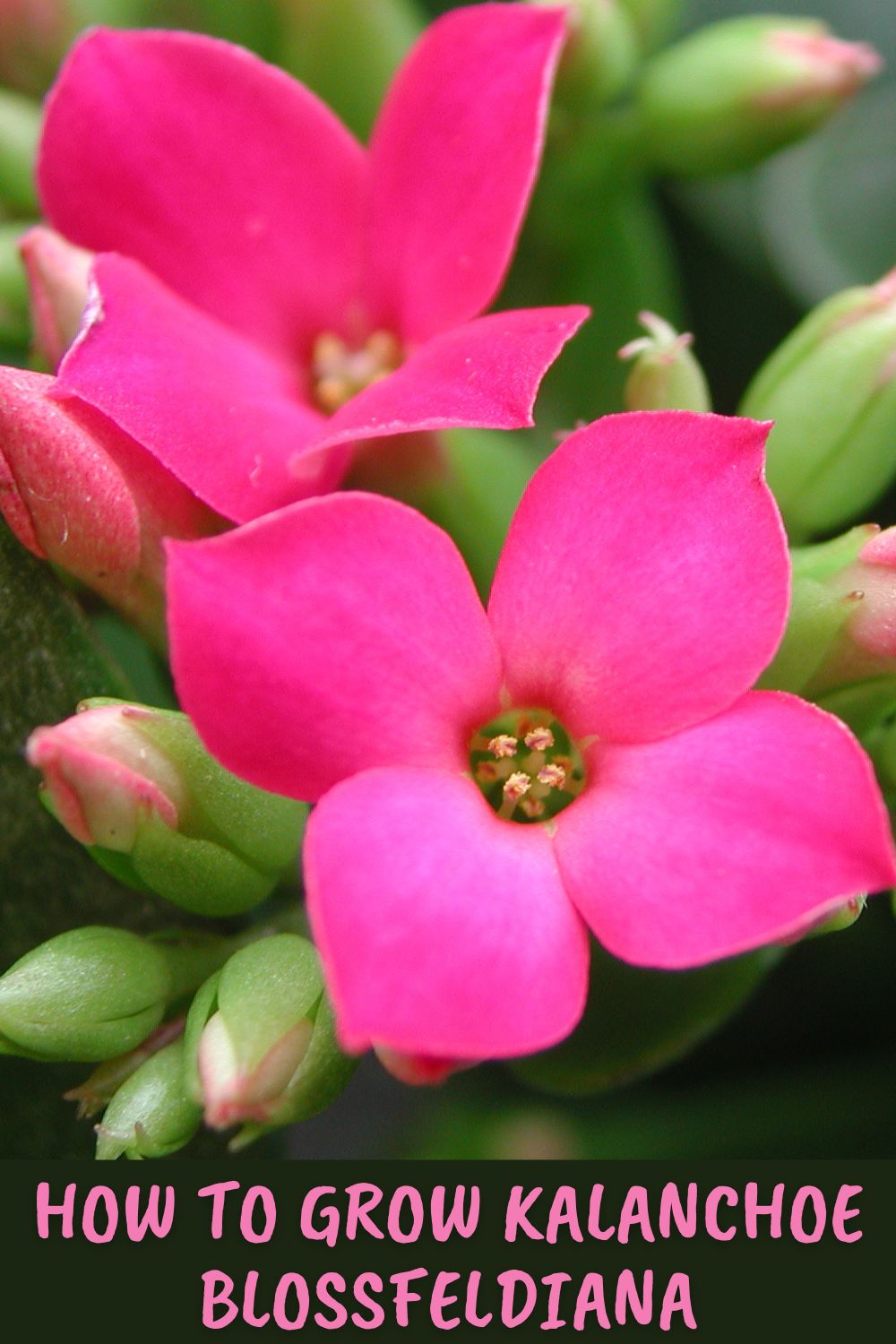 How to grow kalanchoe blossfeldiana.