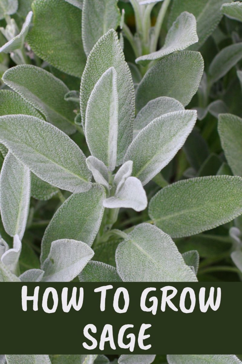 How To Grow Sage Everything You Need To Know