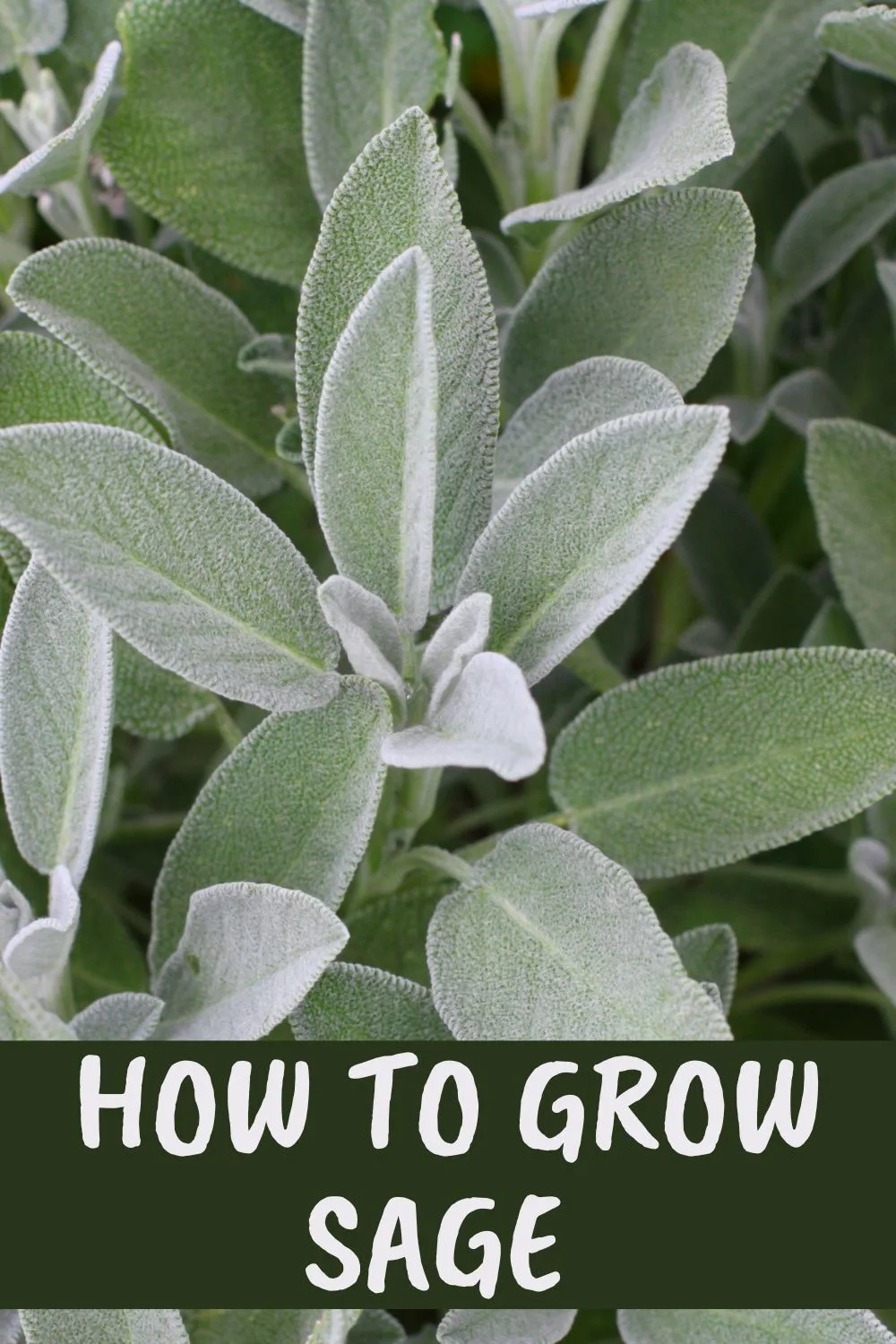 How to grow sage.