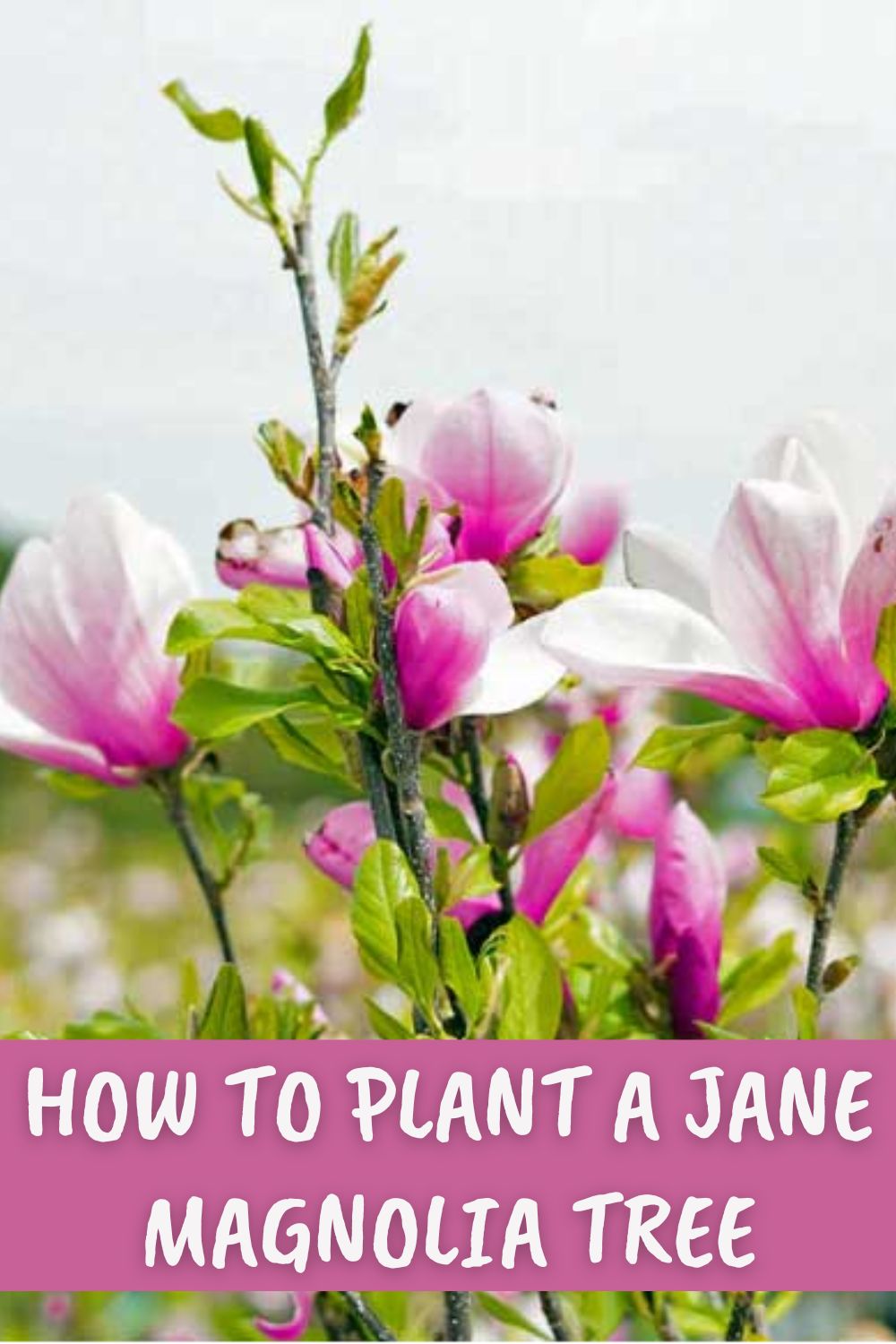  How to plant a Jane magnolia tree.