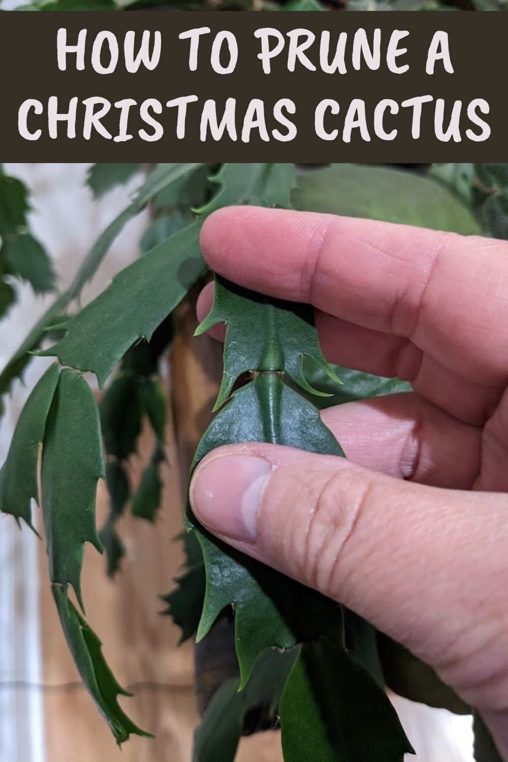 How to prune a Christmas cactus.