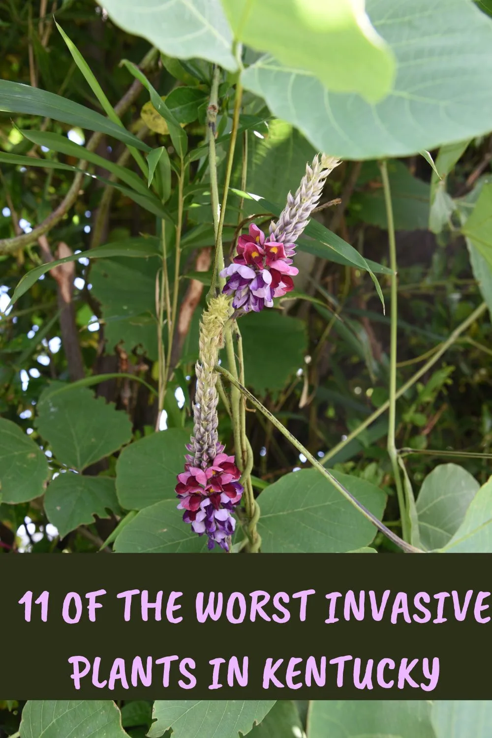 11 of the Worst Invasive Plants in Kentucky.
