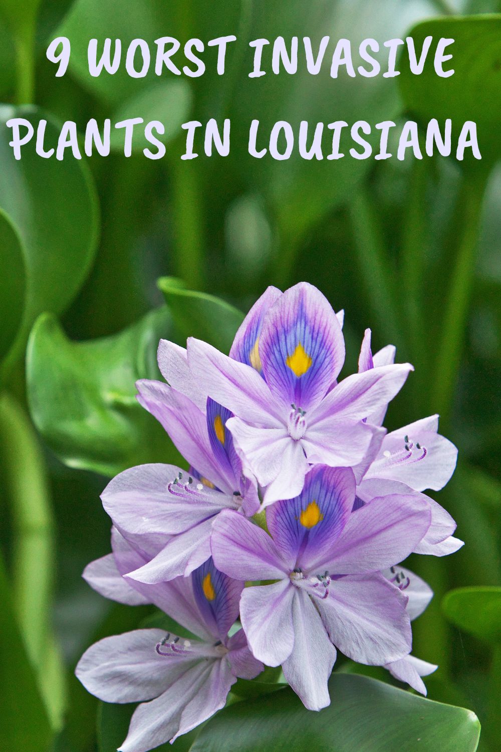 9 worst invasive plants in Louisiana.