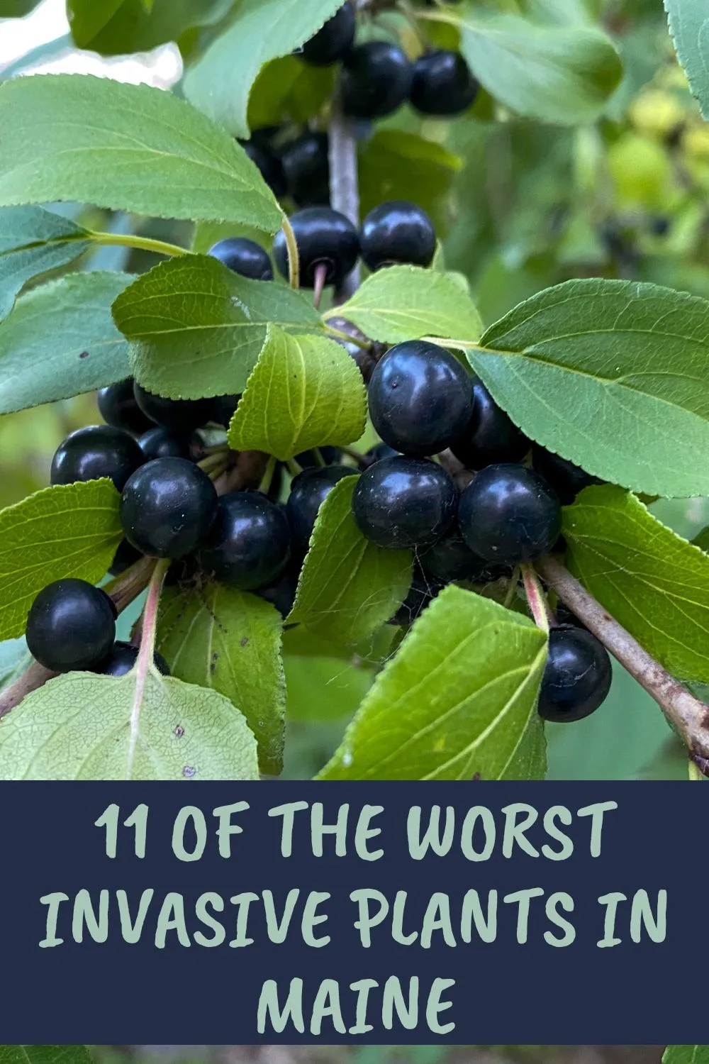 11 of the most invasive plants in Maine.