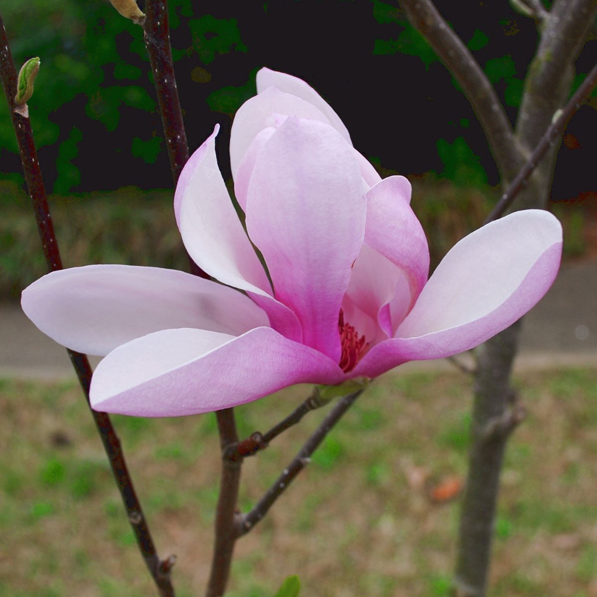 A closeup of a pretty purplish pink Jane magnolia flower. 