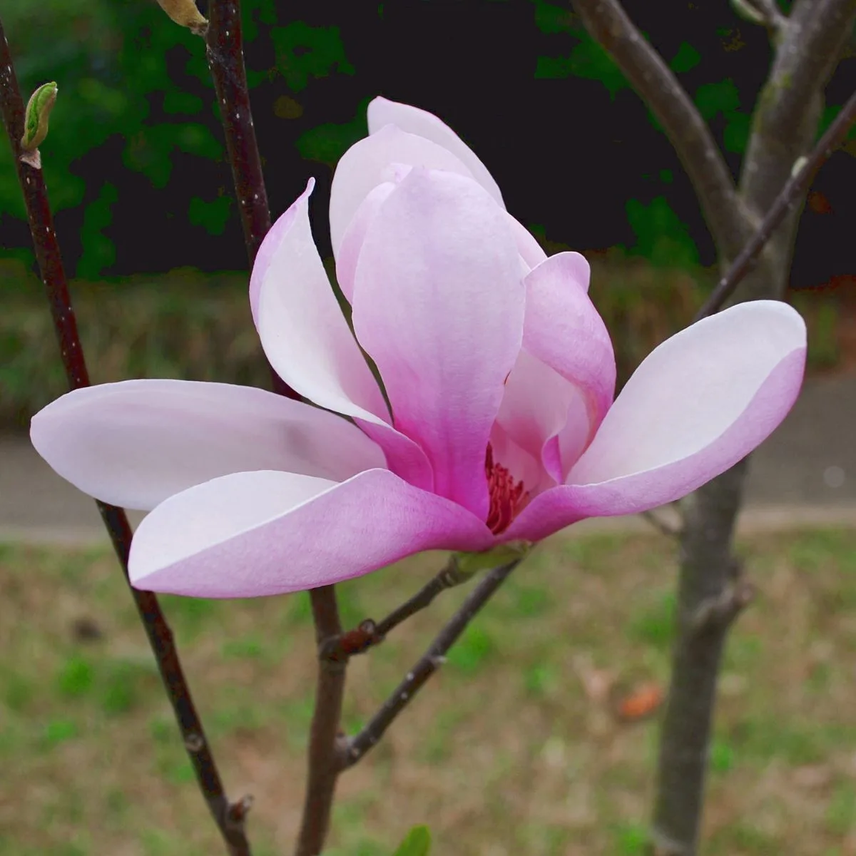 A closeup of a pretty purplish pink Jane magnolia flower. 