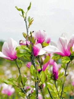 Pretty pink Jane magnolia tree flowers.