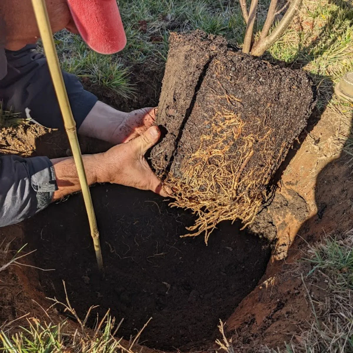 Loosening the roots of the tree before planting it in the enriched soil.
