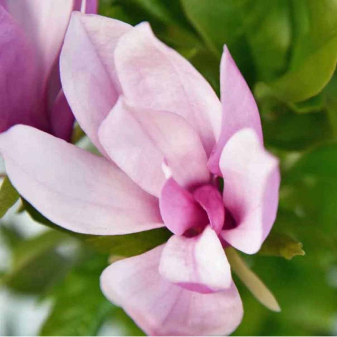 How To Plant A Jane Magnolia Tree For Stunning Spring Blooms