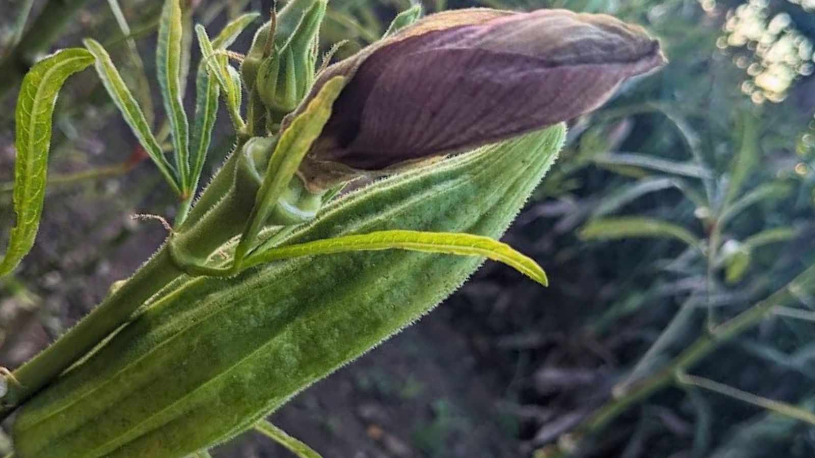 okra fruit and a flower bud.