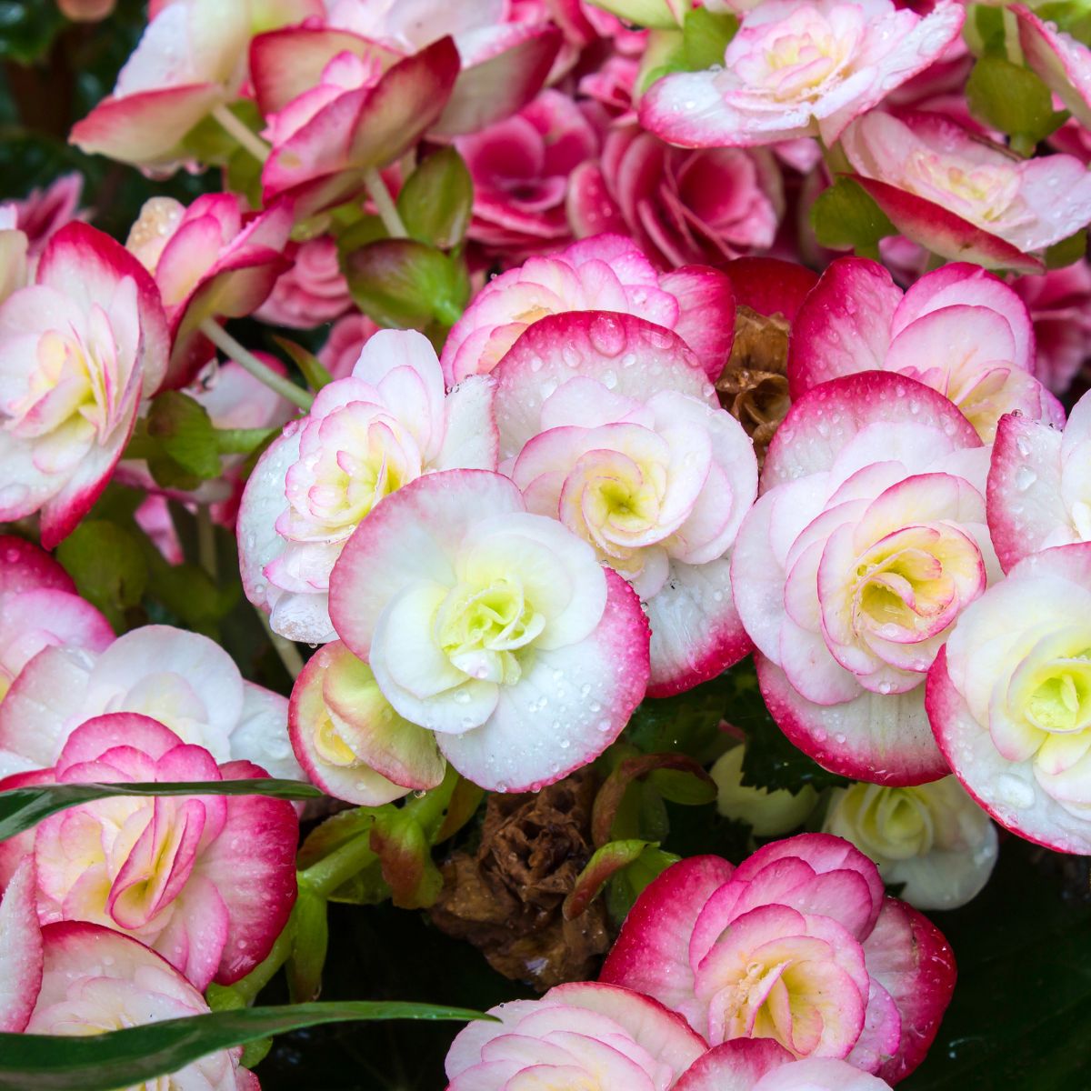 Pastel kalanchoe.