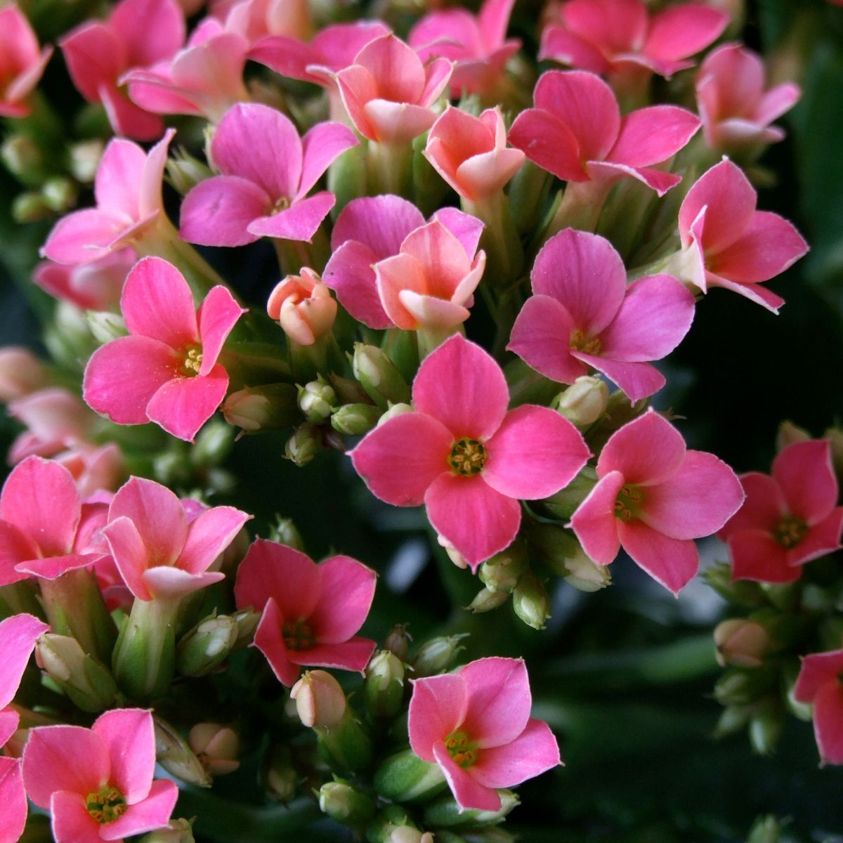 Pink kalanchoe.