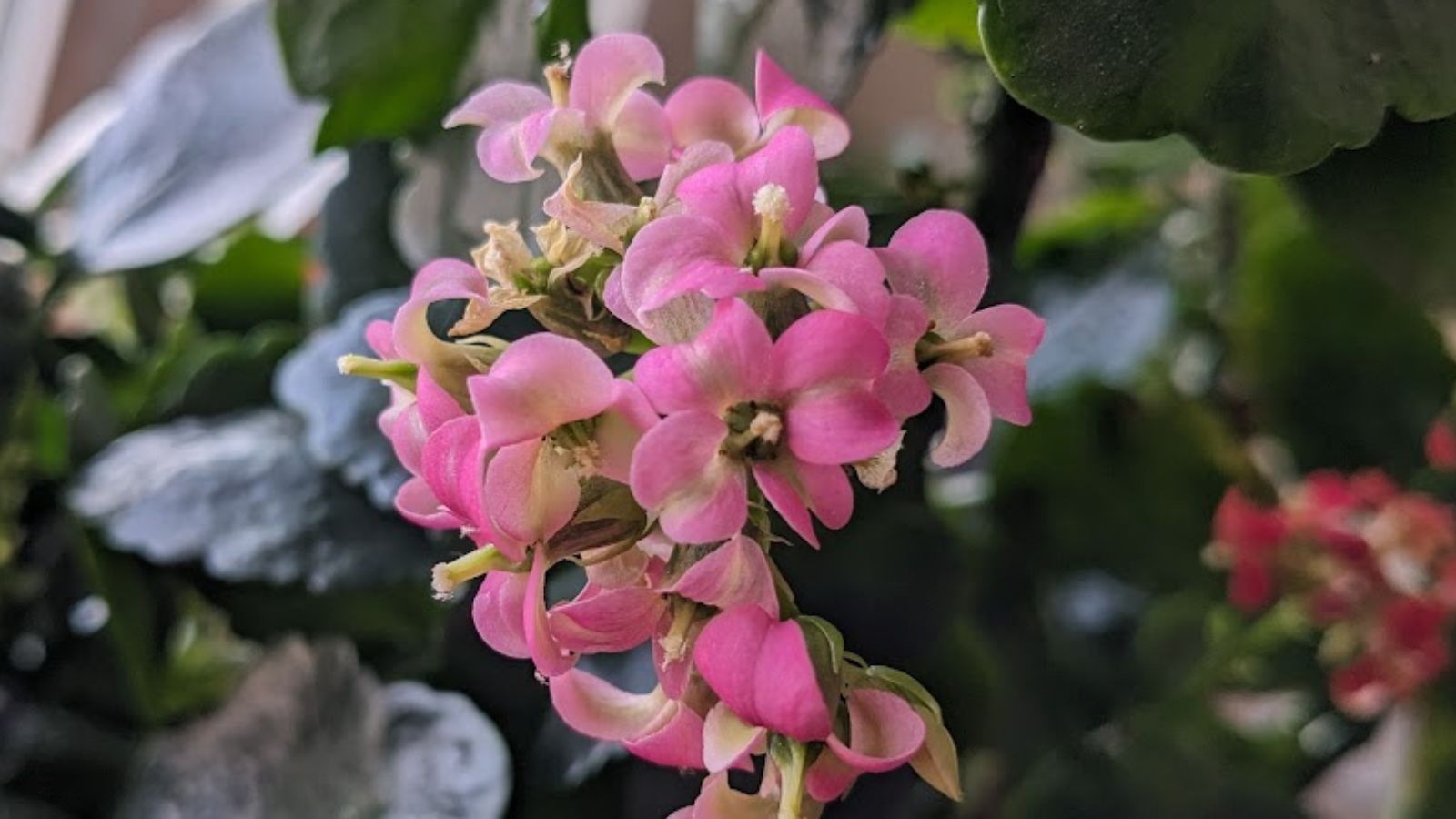 Pink kalanchoe flowers.