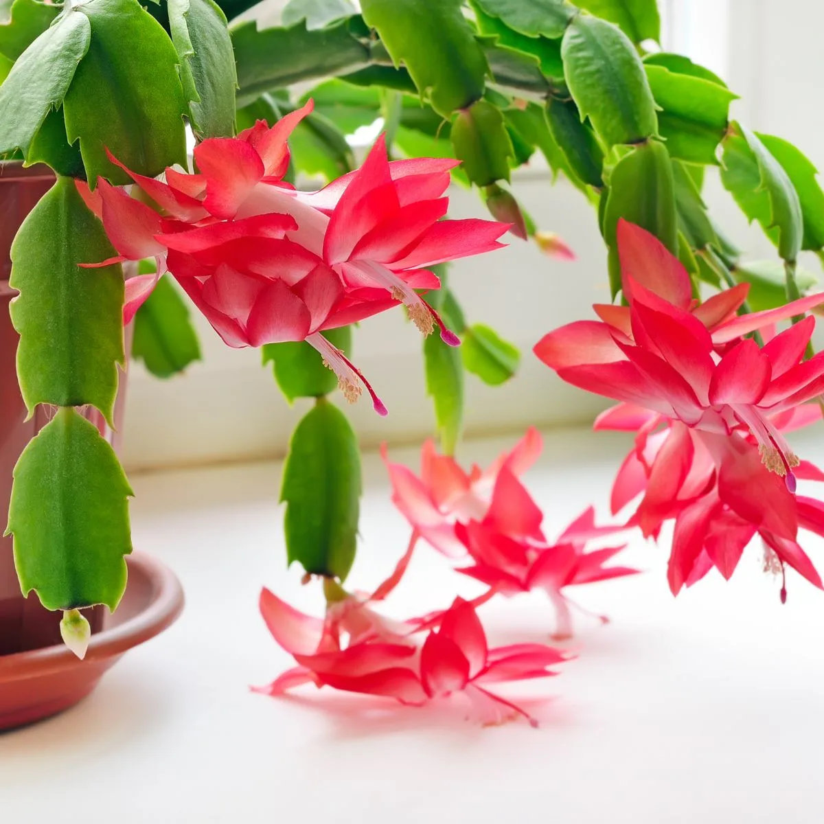 Beautiful red Christmas cactus cascading on a white table.