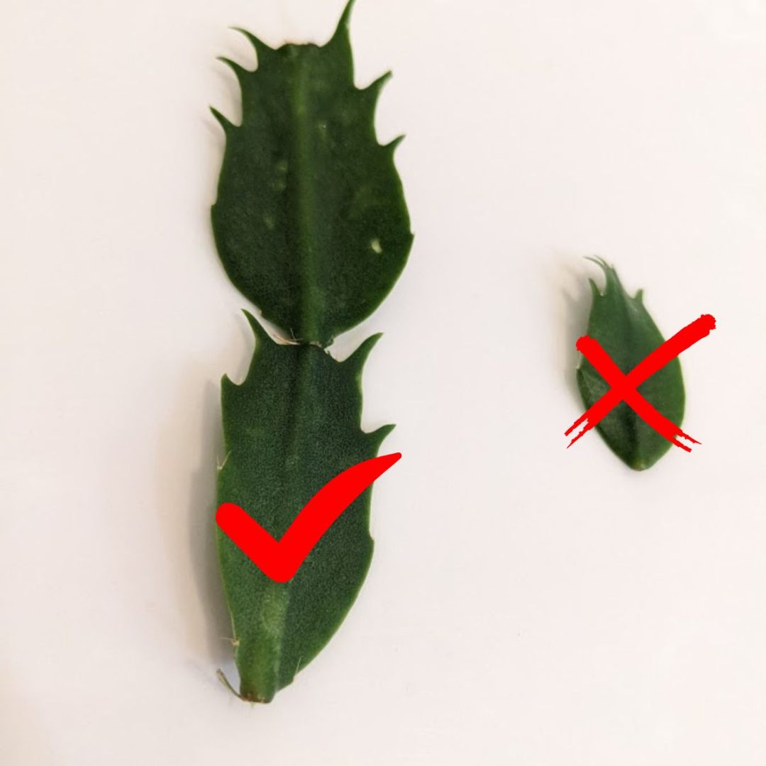 How To Prune A Christmas Cactus (No Green Thumb Required)